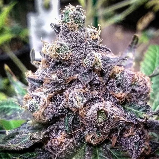 Granddaddy Purple Cannabis Clones