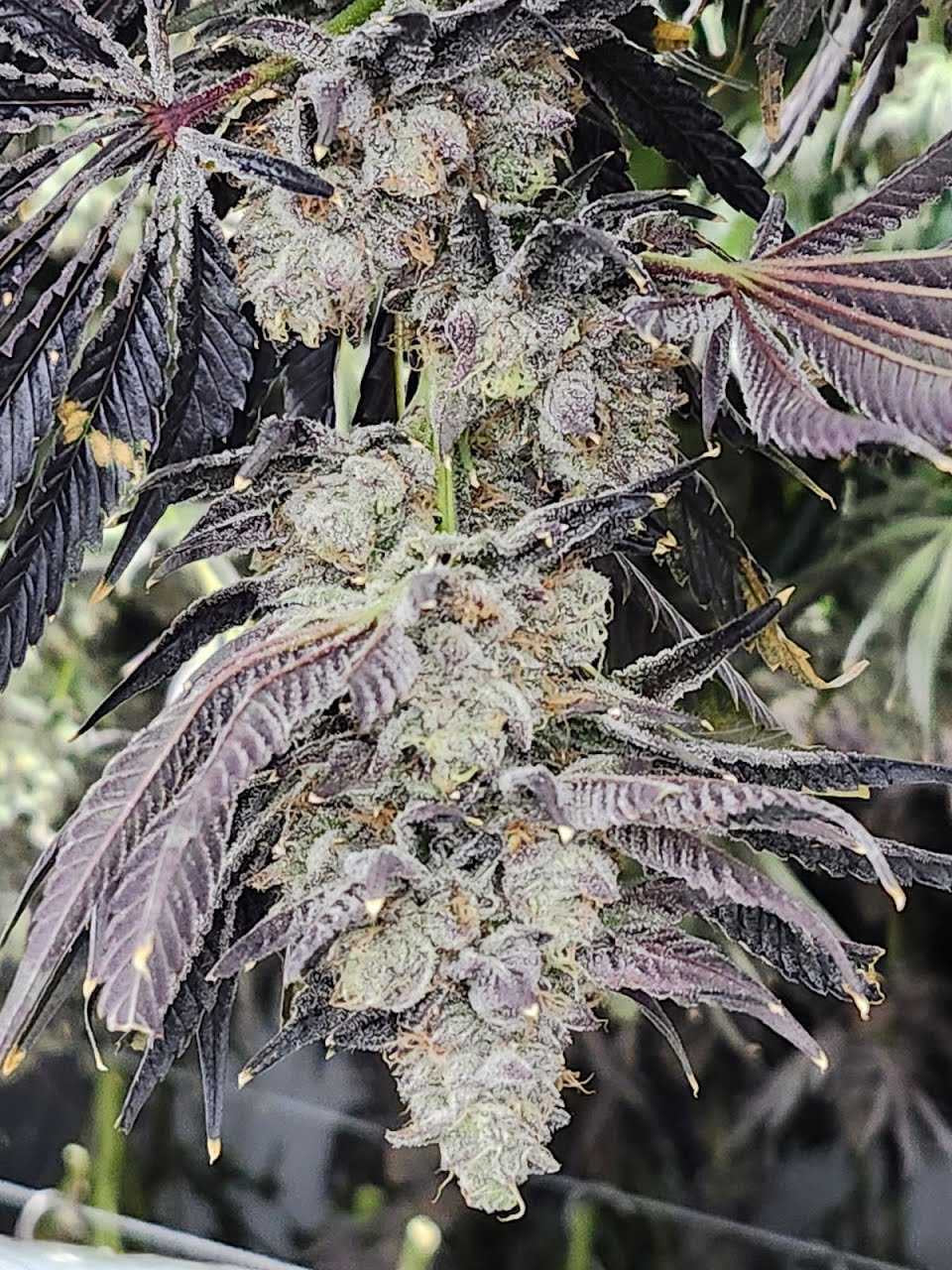 Caked Up Candy Relentless Genetics Clones