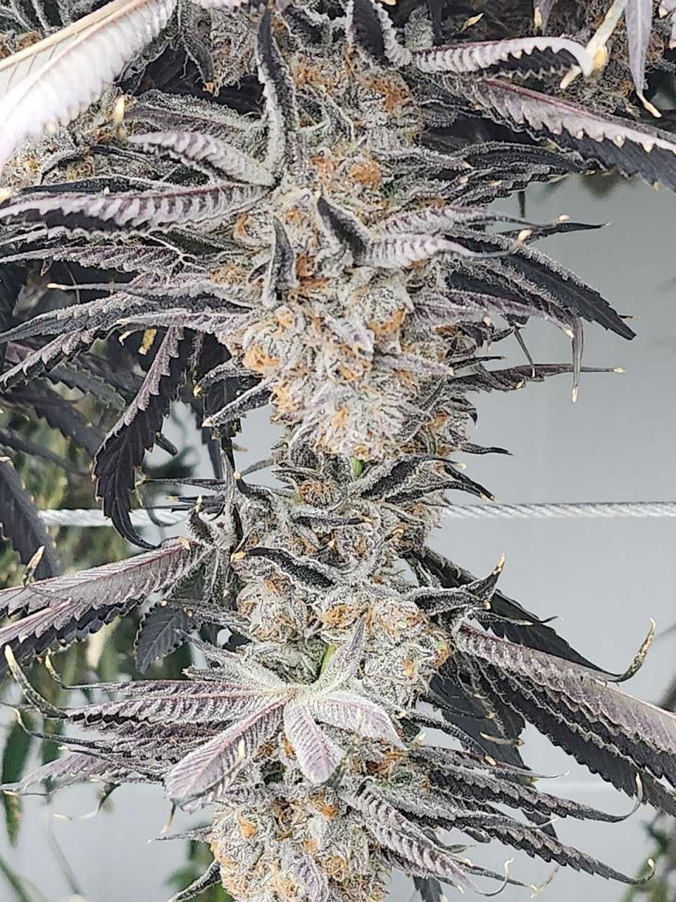 Caked Up Candy Relentless Genetics