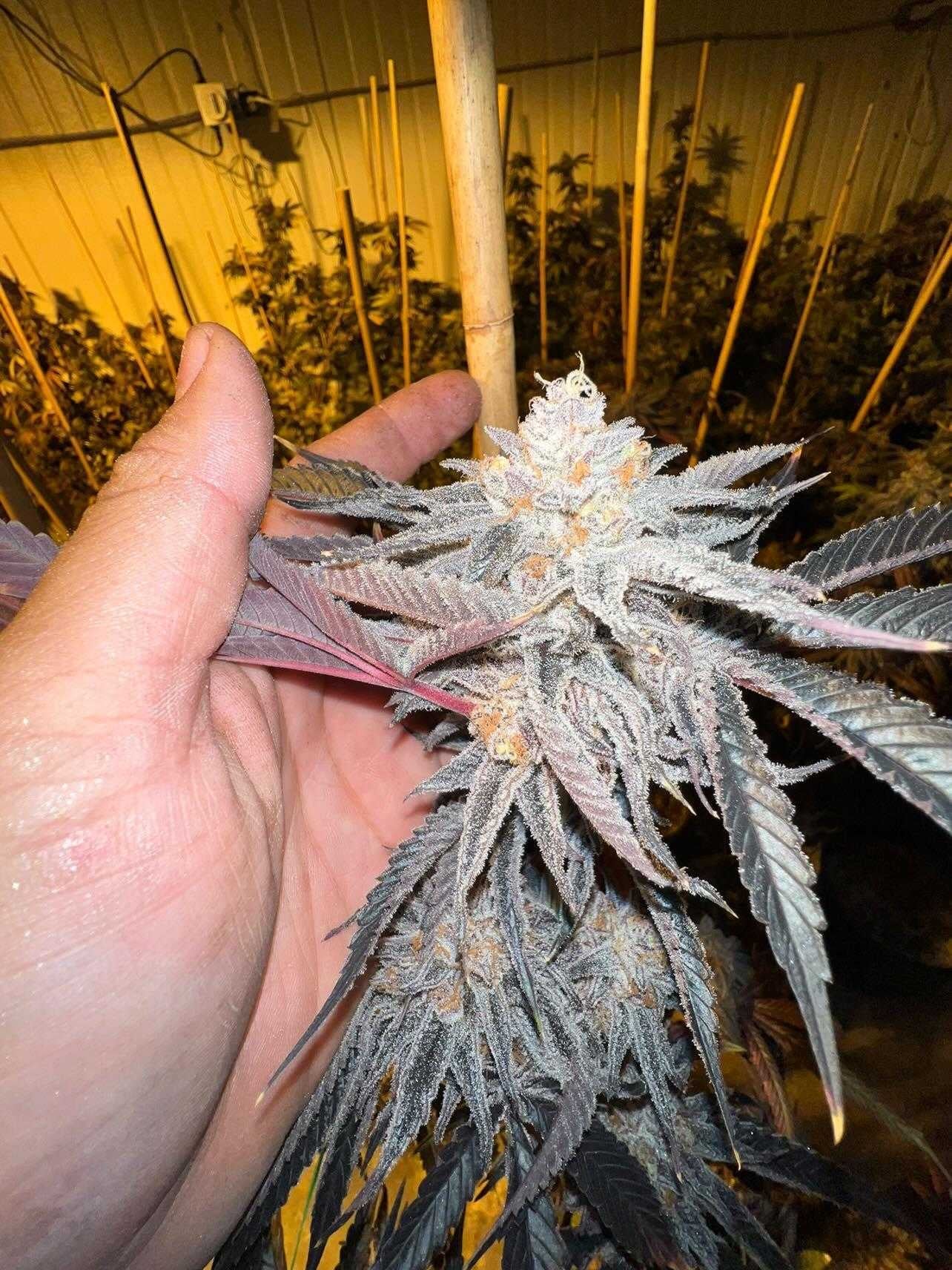 
                  
                    Number 34 (#34) Clone - Prime Cuts Nursery
                  
                