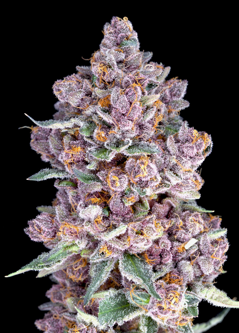 Tropicana Cherries Relentless Genetics Clone