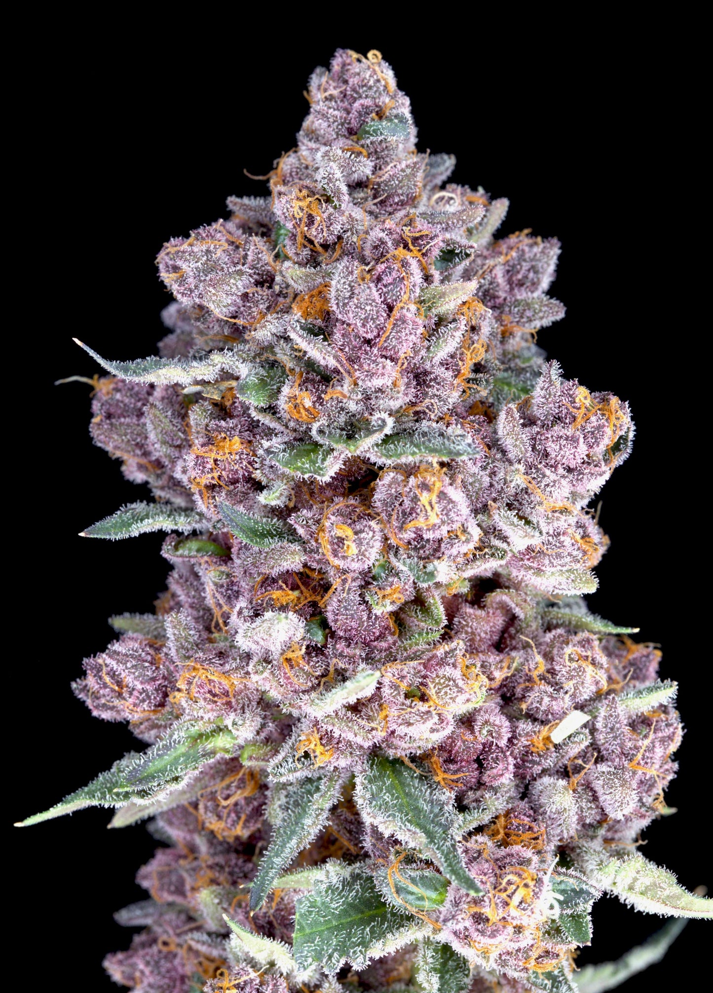 
                  
                    Tropicana Cherries Relentless Genetics Clone
                  
                