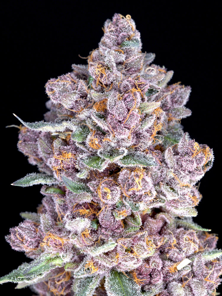 Tropicana Cherries Relentless Genetics Clone