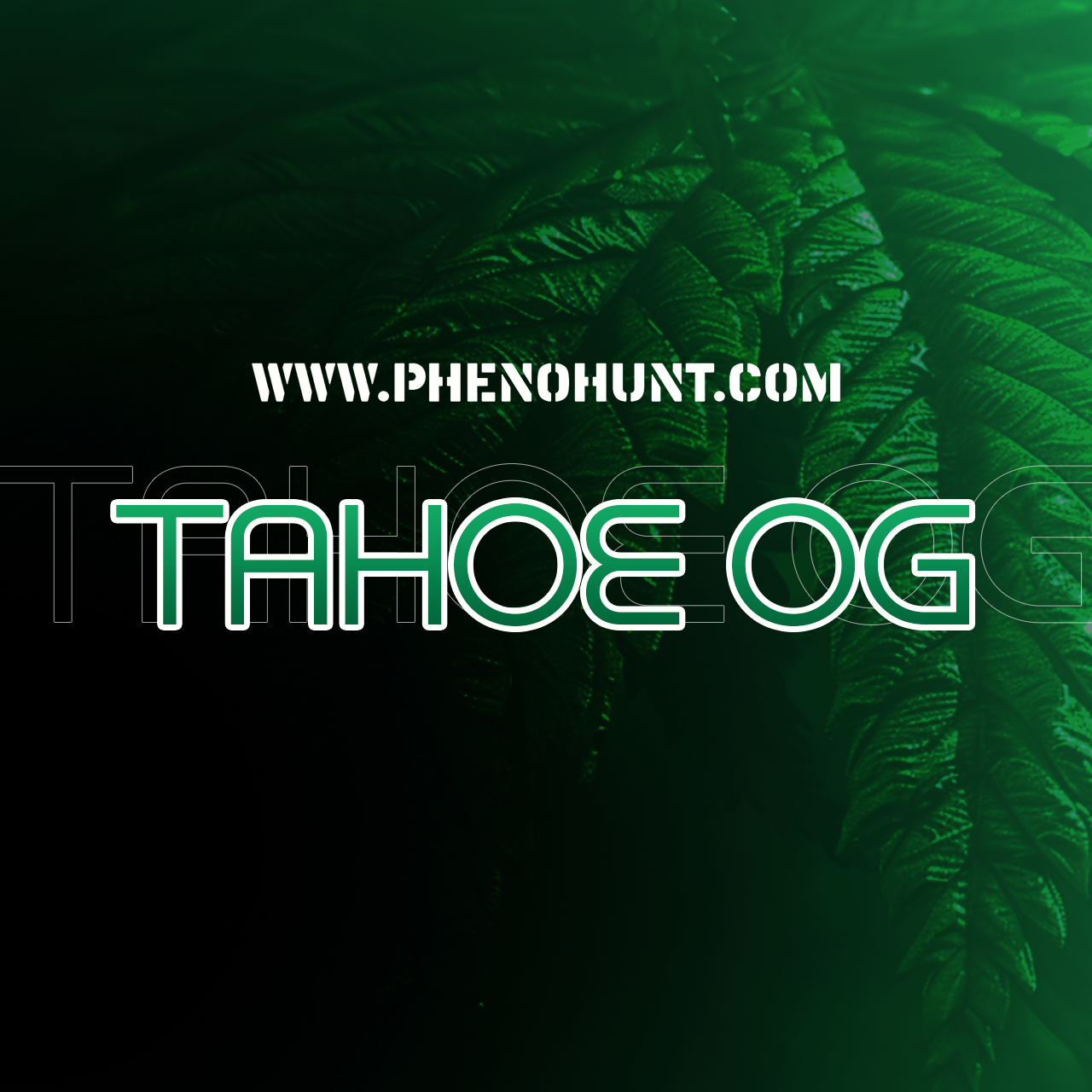 Tahoe OG Cannabis Clones